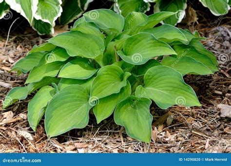 Variegated Hosta Plant Stock Photo Image Of Springtime 14290820