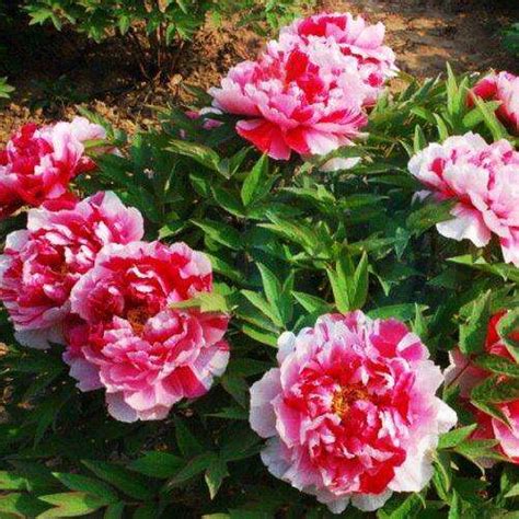 Спасибо! У нас так же есть пионы