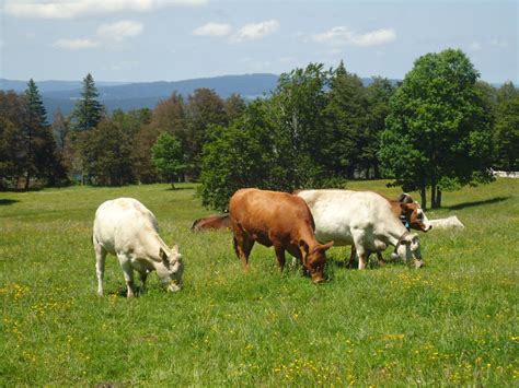 (139'844) - Kühe auf der Weide beim Creux de Van am 17. Juni 2012 ...