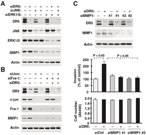 Dr5 Knockdown Leads To Erk Jnk C Jun And Fra 1 Dependent Mmp1 Download Scientific Diagram