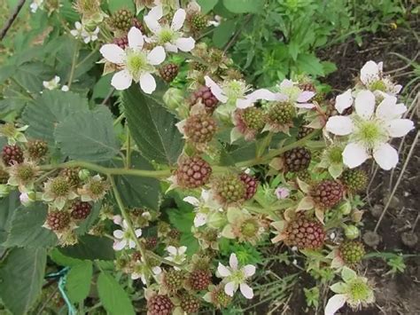 Ежевика Лохнесс: описание сорта, фото, отзывы, технология посадки и ухода