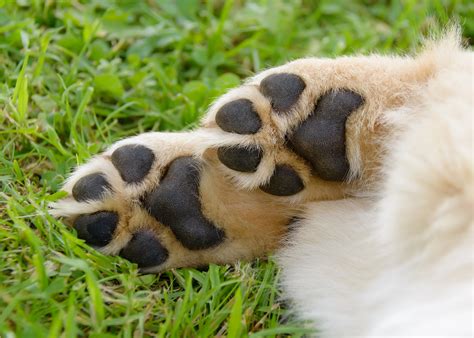 dogs foot pad is cut 7