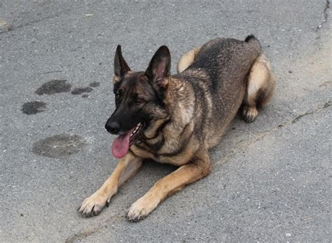 В Приморье полицейская собака помогла найти преступника | Dogs, Corgi ...