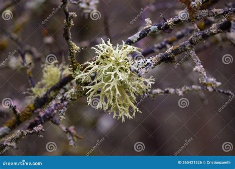 Shrubs with Parasitic Fungi Stock Photo - Image of growth, stone: 265421526