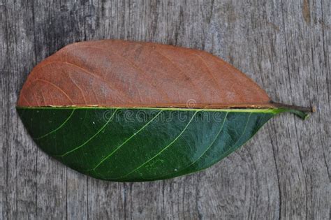 Verde De La Mitad Y Media Hoja Seca Del Oto O En El Fondo De Madera