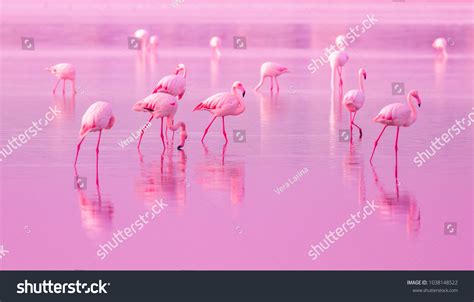 Pink flamingo wallpaper - Call: +254741889754 Wallpaper Kenya.