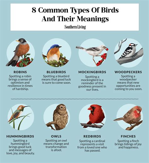 8 Common Birds In Your Backyard And Their Meanings