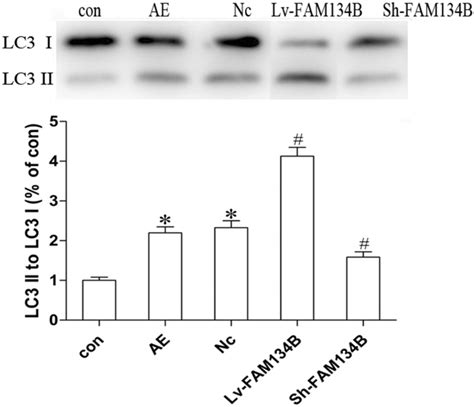 Effect Of Fam B On Lc Ii Lc I Ratio Induced By Acquired Epilepsy