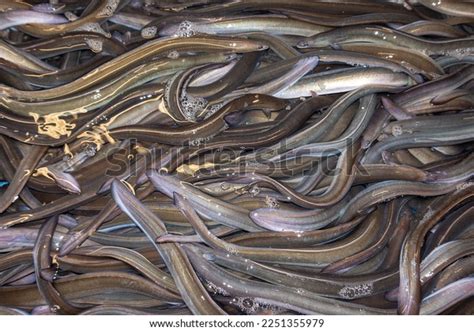 Live Eels Eels Fish Farm Stock Photo 2251355979 | Shutterstock