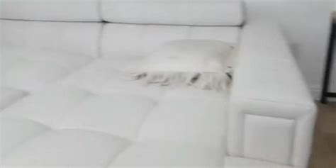 Goddess Amelia Ass Licking Tnaflix