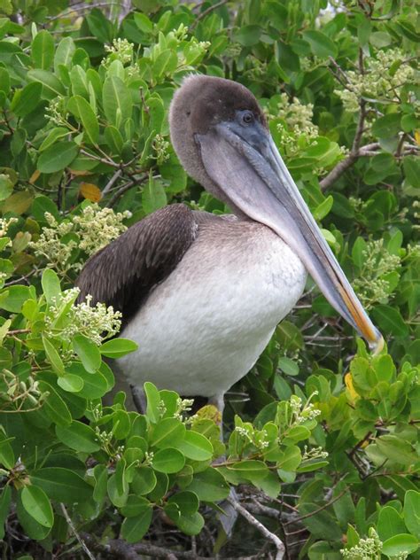 Pelican, yet again | Mikko Koponen | Flickr