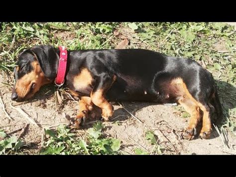 Готовим суп для собаки) - YouTube