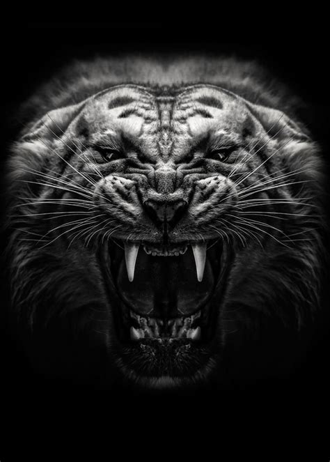 Angry Animal Wallpapers Top Free Angry Animal Backgrounds