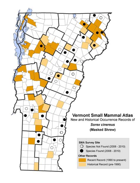 Masked Shrew | Northwoods Stewardship Center