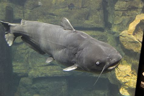 Fileblue Catfish Tenn Aquarium Wikimedia Commons