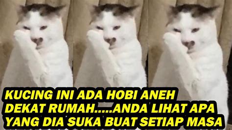 Kucing Ini Ada Hobi Aneh Dekat Rumah Anda Lihat Apa Yang Dia Suka Buat