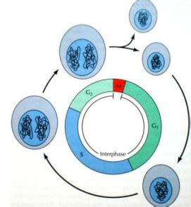 Cycle Cellulaire Cartes Quizlet