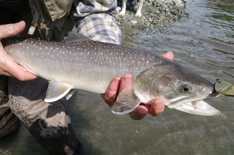 The Best Spoons For Trout Fishing 7 Certified Trout Slayers The Wild