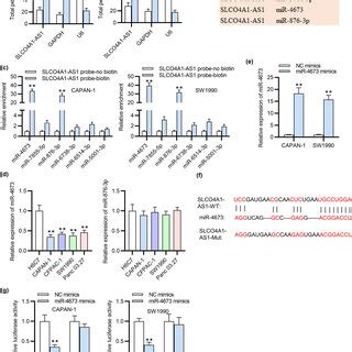 Mir Is Directly Absorbed By Slco A As A Subcellular