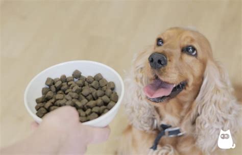 Tabla De Alimentos Para Perros ¡descubre Qué Puedes Darle De Comer