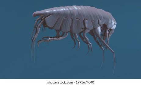 2+ Hundred Giant Isopod Royalty-Free Images, Stock Photos & Pictures ...