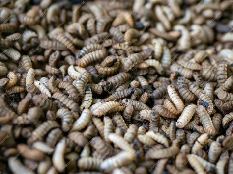 Premium Photo | Close up of Black soldier fly BSF larvae or maggot ...