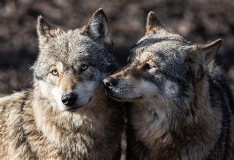 Do Wolves Mate for Life? | All You Need to Know! - EXOtella