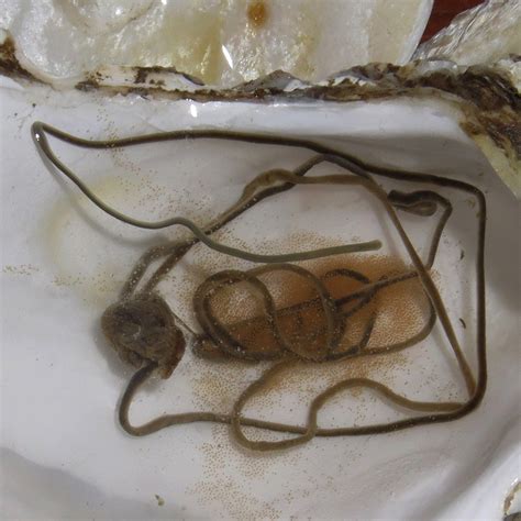 Глиста в корсете - 94 фото