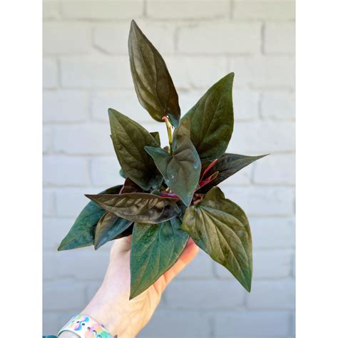 Syngonium Erythrophyllum 'Red Arrow' 4" — Stayin' Alive Succulents