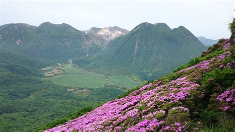 ミヤマキリシマの平治岳 大船林道からショートカット ようちゃんさんの九重山（久住山）・大船山・星生山の活動データ Yamap ヤマップ