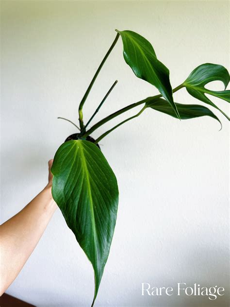 Monstera Burle Marx Flame 4” – Rare Foliage Plant Co
