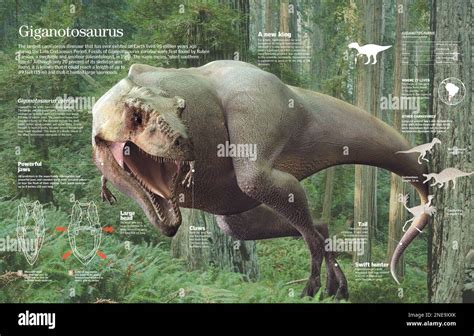 Infographic Of The Characteristics And Habitat Of Giganotosaurus The Largest Carnivorous