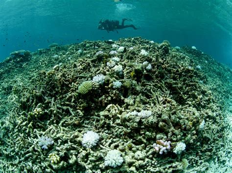 Coral reefs require ‘radical interventions’ to save them from ...