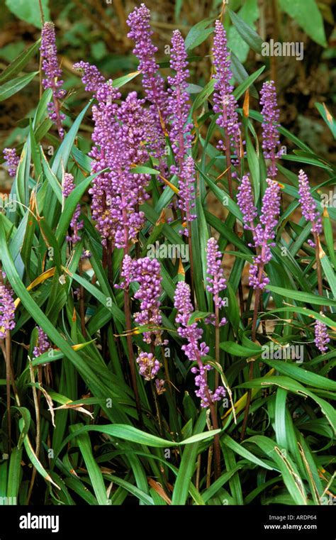Liriope Muscari Majestic Stock Photo Alamy