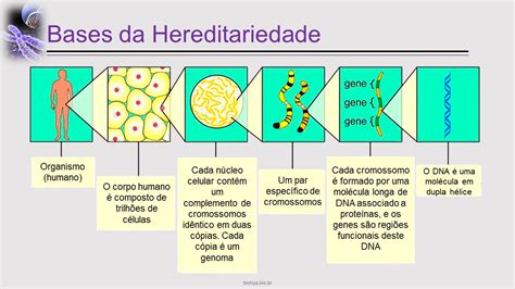 Cidos Nucleicos Bioloja