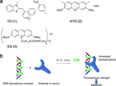 Fluorescence Structure