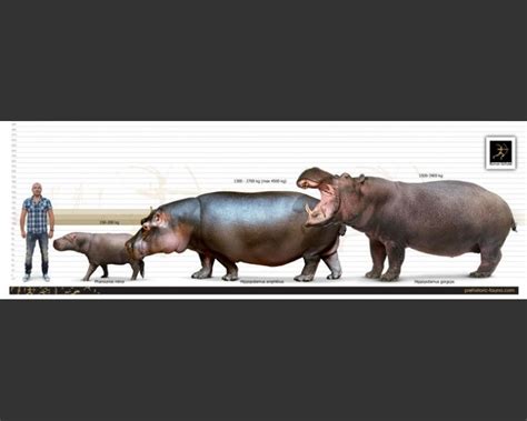 Hippopotamus gorgops | Extinct Prehistoric Animal