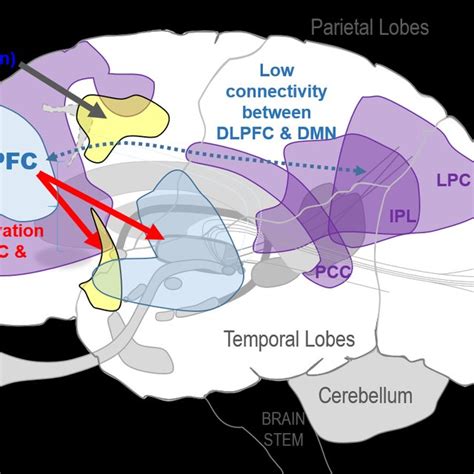 Prime Executive Control Network Regions Download Scientific Diagram