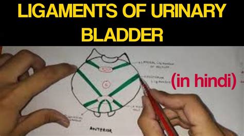 Urinary Bladder 3 Ligaments Of Urinary Bladder Youtube