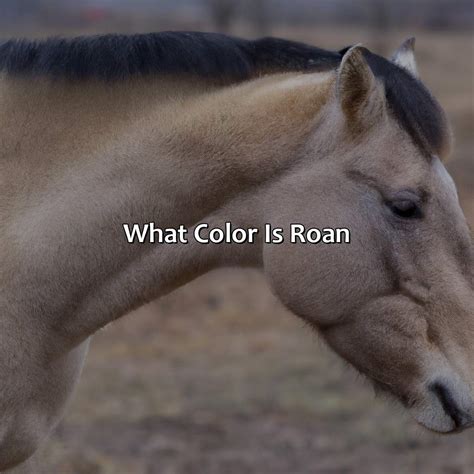 What Color Is Roan - colorscombo.com