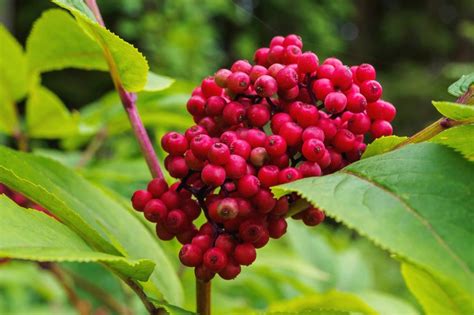 Бузина кистистая (Sambucus racemosa) или красная: декоративные ...