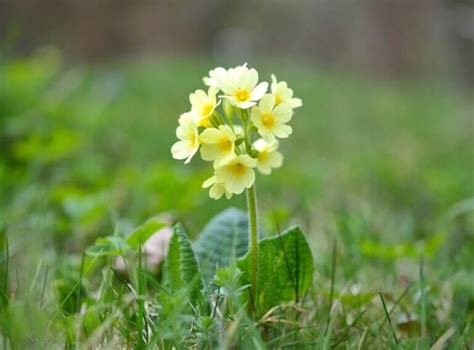 The Cowslip's Tale: Unveiling the Hidden Symbolism and Folklore - Petal ...