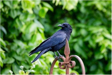 Difference Between Crows, Ravens, And Blackbirds? (Find The Difference