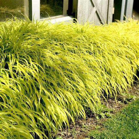 Buy Hakonechloa All Gold Online Ornamental Grass For Shade Bay Gardens