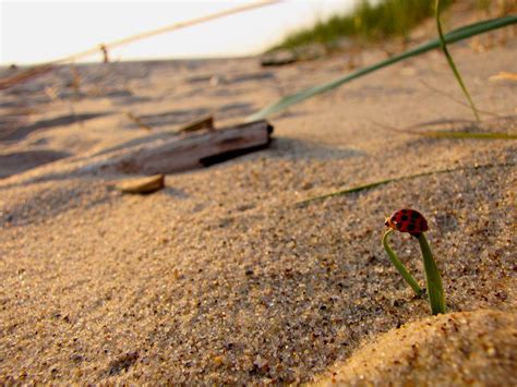 Duck Lake State Park Beach - 2024 Guide (with Photos) | Best beaches to ...