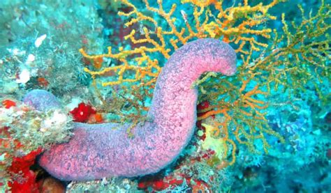 Where Do Sea Cucumbers Live Bubbly Diver