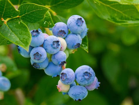 How To Grow Your Own Blueberries Garden Beds