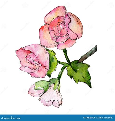 Begonia Flower Coloring Page For Adults Vector Illustration