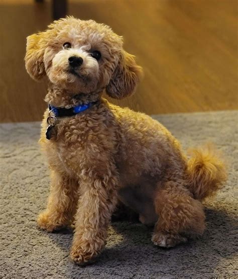 Caramel Stud Toy Poodle - Stud Dog in New York, the United States | Breed Your Dog