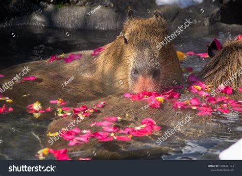 Capybara Hot Spring Stock Photo Shutterstock